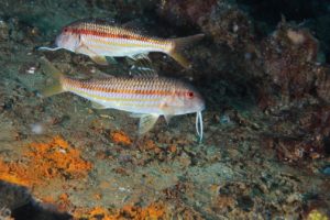 Tendenze evolutive dello stato trofico e biologico con particolare riferimento all'abbondanza degli stock ittici