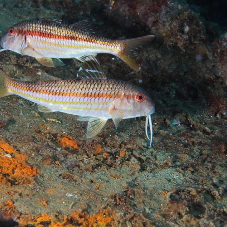 18a. Mullus surmuletus RA Paguro IMG_2901 rid