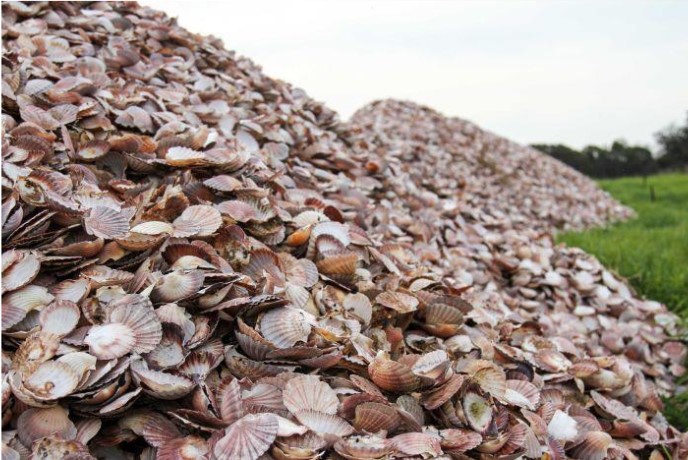 Ecodesign della molluschicoltura