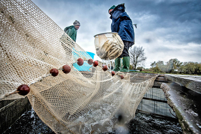 P-Assaggi di Mare: Impariamo con i pescatori della Marineria di Comacchio