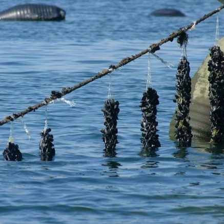 allevamento cozze