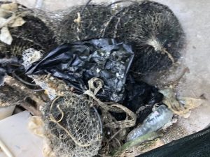 F.C.R.M.: Litter-A-mare