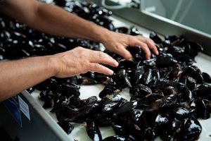 domenica 27 giugno a Marina di Ravenna "dal mare alla tavola: le opportunità di pesca sostenibile e consumo consapevole delle cozze"