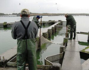 Bando Azione 3.A.2 “Diversificazione dei prodotti ittici e delle attività della pesca”