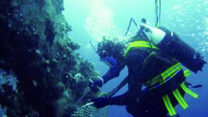 domenica 27 giugno a Marina di Ravenna "dal mare alla tavola: le opportunità di pesca sostenibile e consumo consapevole delle cozze"